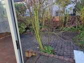 Garten Blick aus Wintergarten - 