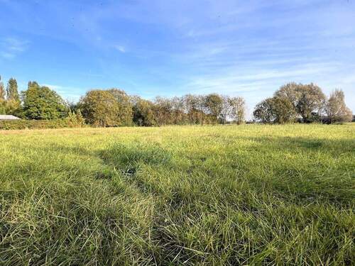 Blick auf die Wiese - 