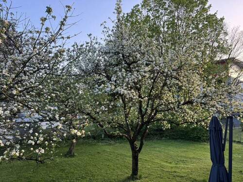 Apfelbäume im Garten - 