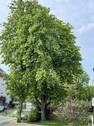 Blick in den Garten 1 - 