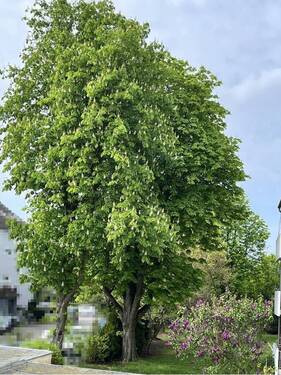 Blick in den Garten 1 - 