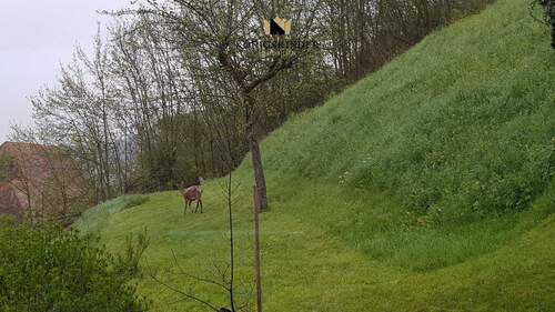 Ihre neuen Nachbarn: ein Reh im Garten - Natur eben... - 