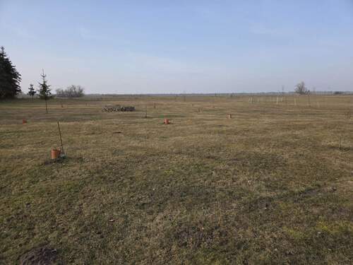 Wiese mit Obstbäumen - 