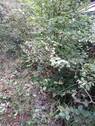 Garten / Rückseite - 