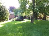 alter Walnussbaum - 