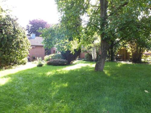 alter Walnussbaum - 