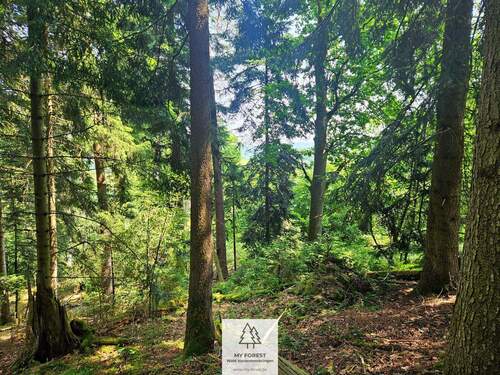 20250610_123001.jpg - 