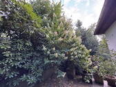 Terrasse am Wohnzimmer - 