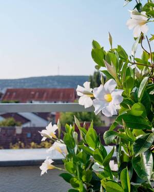 Ausblick - 