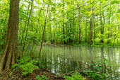 Anliegender, naturbelassener Teich - 