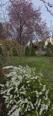 Gartenbereich - 4 Zimmer Einfamilienhaus zum Kaufen in Falkensee