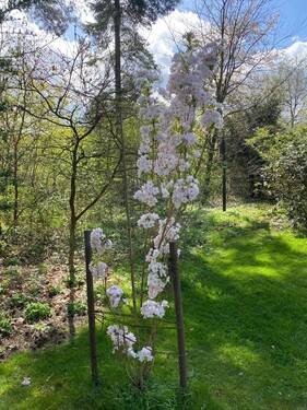 20240603b.jpg - Grundstück in Buchholz in der Nordheide