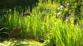 Gartenteich - 