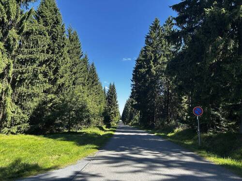 Umgebung, Wald - 