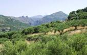 Kreta Olivenbäume - 