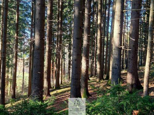 Waldverkauf-ostallgaeu_18.jpg - 