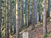 Waldverkauf-ostallgaeu_19.jpg - 