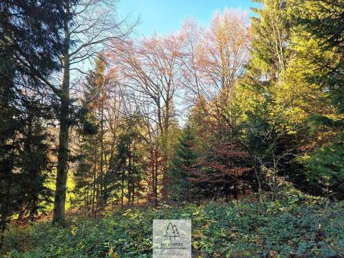 Waldverkauf-ostallgaeu_20.jpg - 