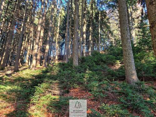 Waldverkauf-ostallgaeu_22.jpg - 