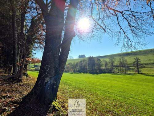 Waldverkauf-ostallgaeu_10.jpg - 