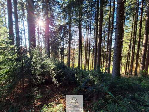 Waldverkauf-ostallgaeu_16.jpg - 