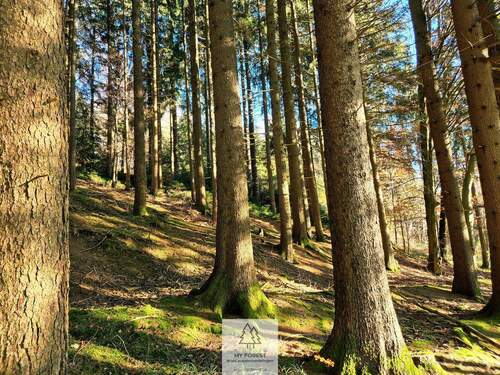 Waldverkauf-ostallgaeu_17.jpg - 