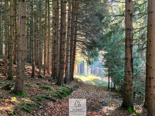 Waldverkauf-ostallgaeu_07.jpg - 