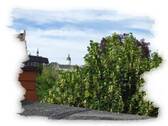 Schlossblick - 