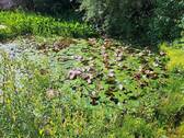 Seerosen - 