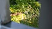 Mietergarten / Blick aus dem Fenster - 