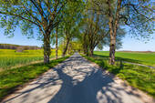 Allee nach Putbus - 