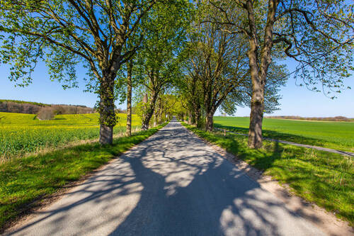 Allee nach Putbus - 