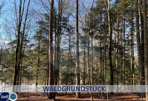 Hauptfoto Internet - SCHÖNES WALDGRUNDSTÜCK CA. 1045 M² GRUNDSTÜCKSFLÄCHE