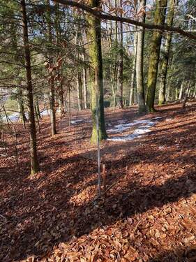 Wald 2 - Grundstück in Auerbach