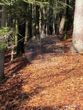 Wald 3 - Grundstück in Auerbach zum Kaufen