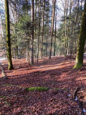 Wald 8 - 