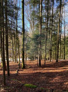 Wald 9 - 