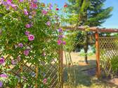 Grüner Garten - 