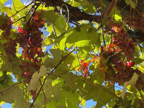 Wein im Garten - Gartenwohnung, frisch renoviert mit neuer Heiztechnik, 4+2 Zimmer