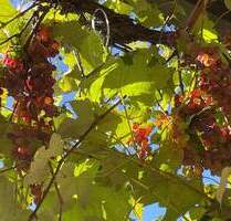 Gartenwohnung, frisch renoviert mit neuer Heiztechnik, 4+2 Zimmer - Gilching Neugilching