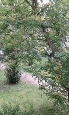 Innenhofgarten2.jpg - 2 Zimmer Etagenwohnung zur Miete in Berlin