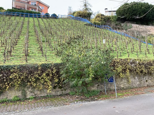 Straßenansicht - Baugrundstück mit Moselblick in Hanglage