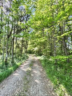 Bild 1 - RESERVIERT - MISCHWALD Nähe Treuchtlingen Wettelsheim