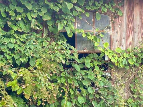 Unterstand Fenster - 