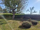 Teilansicht Garten - 