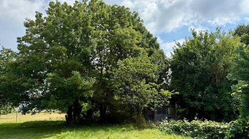 Garten - Mehrfamilienhaus, Wohnhaus mit 50,00 m² in Baesweiler zum Kaufen