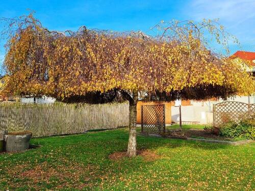 ... der Herbst ist da - 