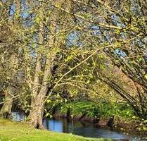 Zuhause statt einfach nur Immobilie - gepflegtes Reihenhaus mit idyllischem Garten an der Mühlenau - Rellingen