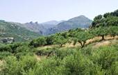 Kreta Olivenbäume - 