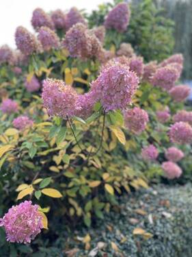 Pflanzen im Garten - 